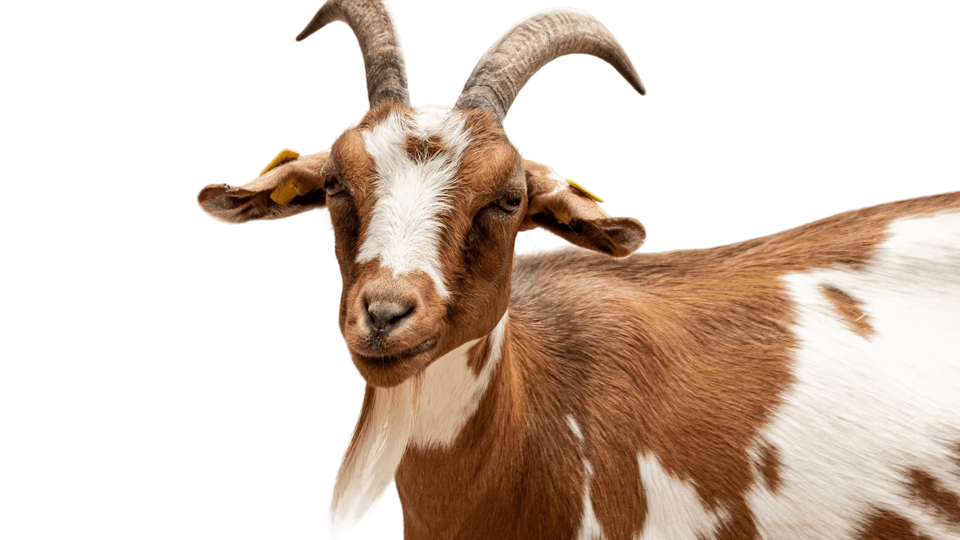 car remove background